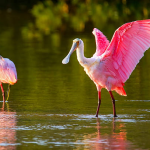 Wetland Birds