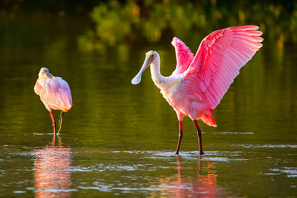 Wetland Birds